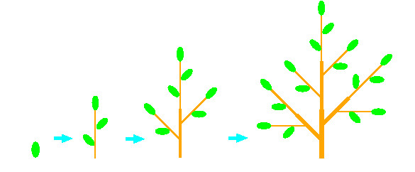 Schematic diagram of branch growth